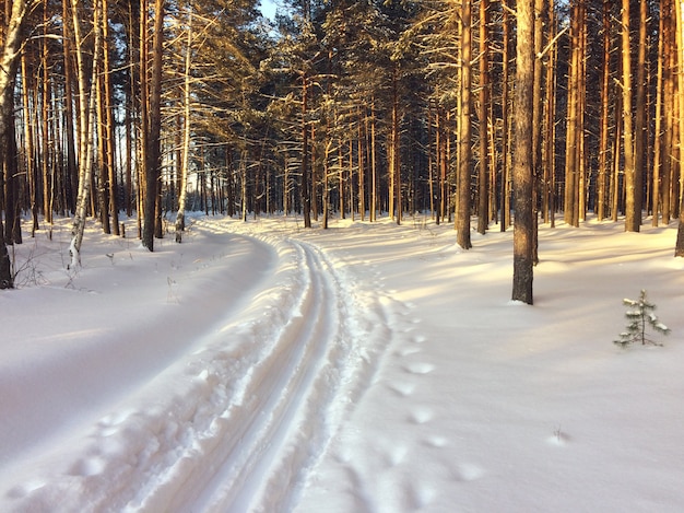 Pista de esqui na floresta de inverno entre os pinheiros.