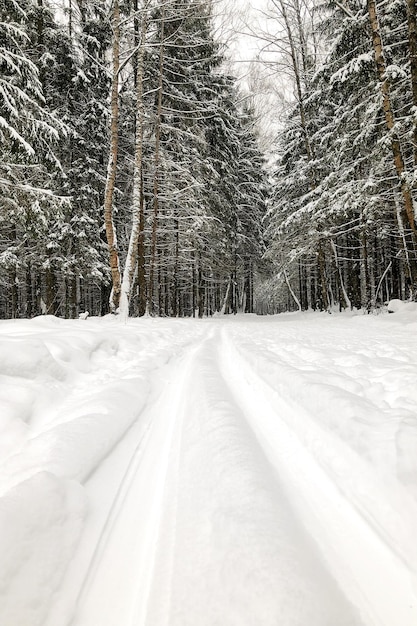 Pista de esqui na floresta de inverno