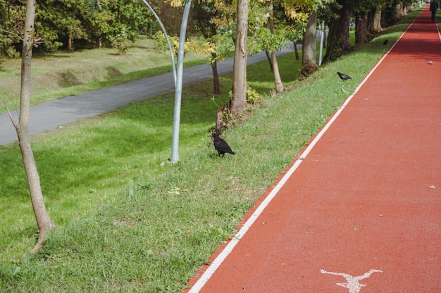 Pista de Fitness no parque. Pista de corrida no parque. Parque outono.