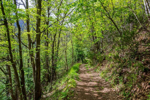 Pista de mula na floresta no verão