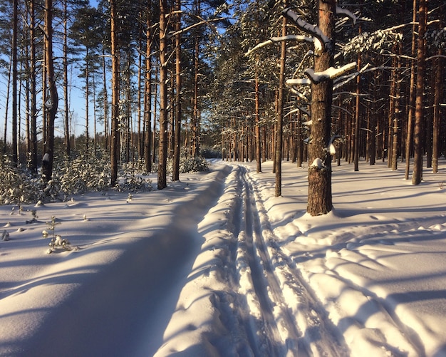 Pista de esquí en bosque de invierno entre los pinos.