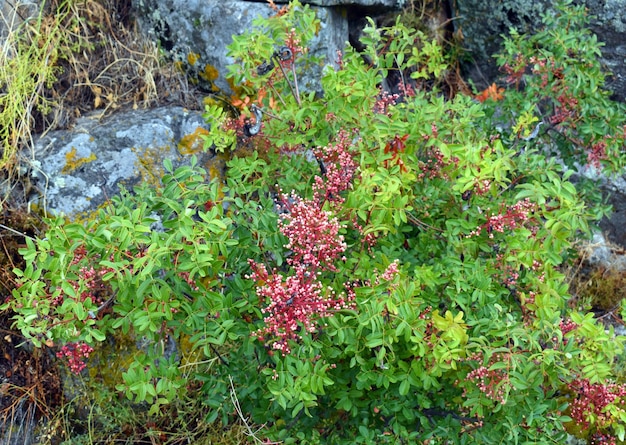 Pistacia terebinthus também chamado de terebinto com frutas