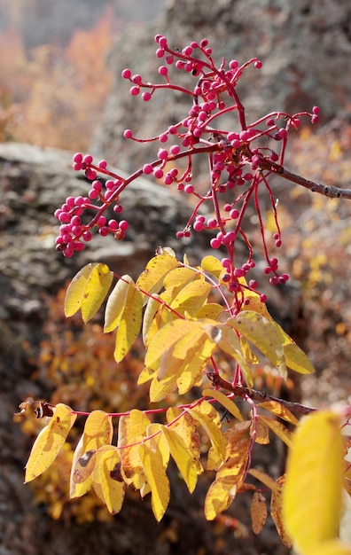 Pistacia terebinthus terebinth tree