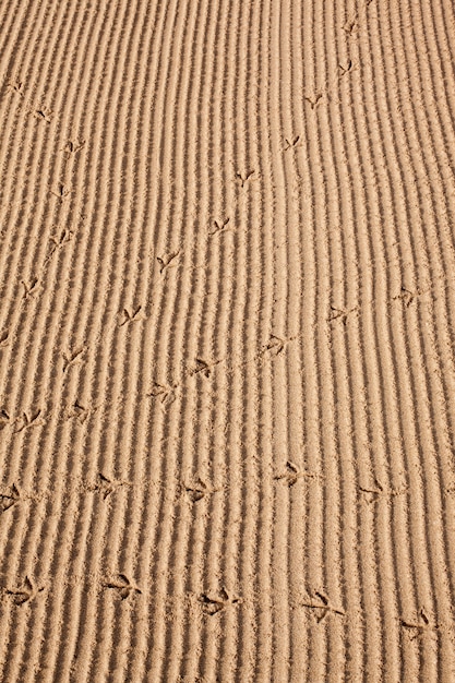 Pistas de aves en la arena en el fondo de la playa