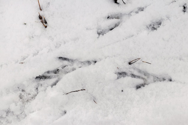 Pistas de corvo na neve branca. Vestígios de pássaros