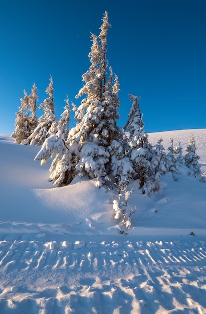 Pistas de freeride de esqui nas montanhas ao nascer do sol e bosques de abetos perto do resort alpino