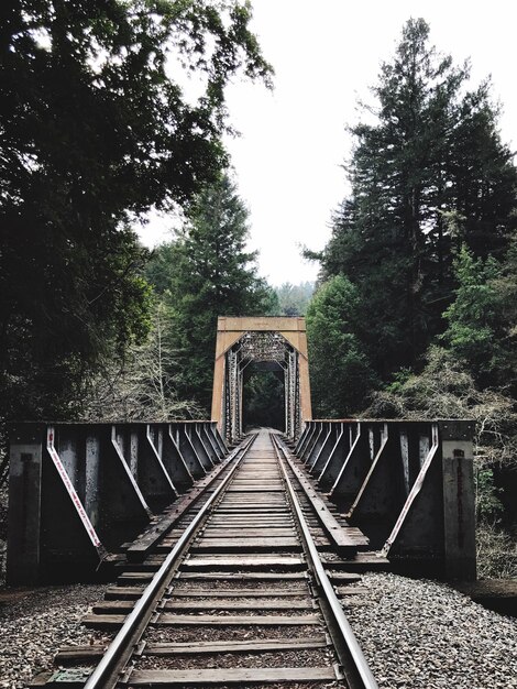 Foto pistas de trem em meio a árvores contra o céu