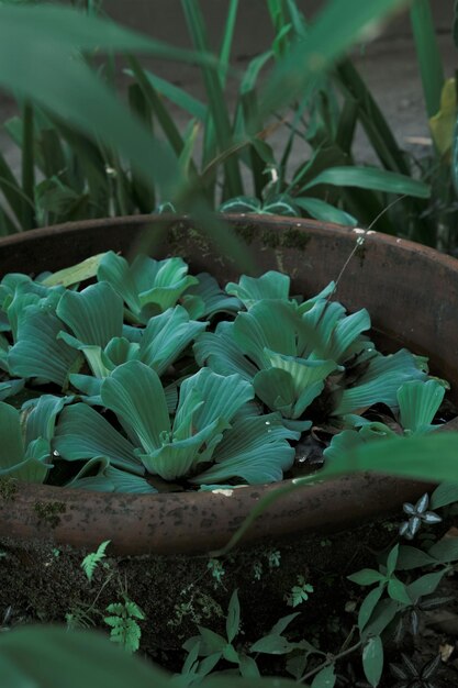 Pistia Stratiotes agua lechuga nilo col o shellflower en una olla ancha con agua dentro Kubis aire