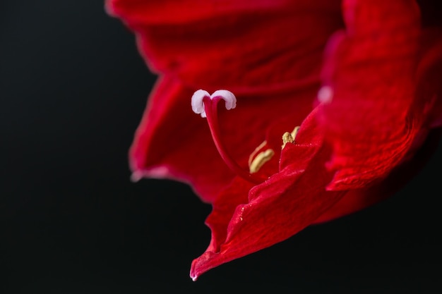 Pistilo branco de amarílis vermelho Em um fundo preto Macro closeup