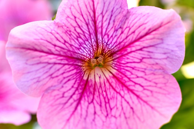 El pistilo y los estambres de la flor de petunia rosa están iluminados por la luz del sol macro de primer plano amarillo