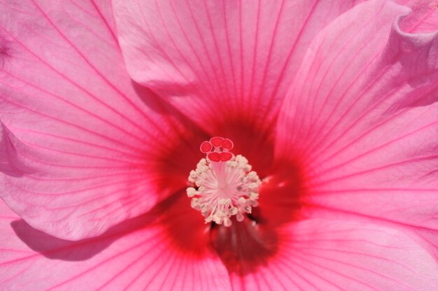 Un pistilo de flores en el fondo rosa