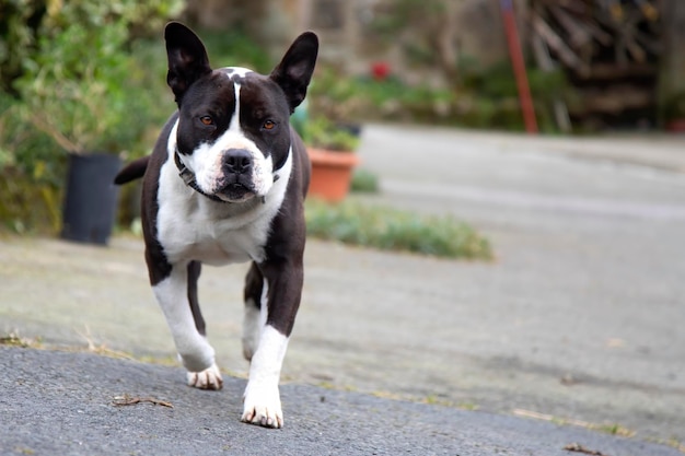 Pit bull andando em direção à câmera com os olhos fixos na porta da frente adote não compre lealdade familiar jovem fêmea com orelhas não cortadas