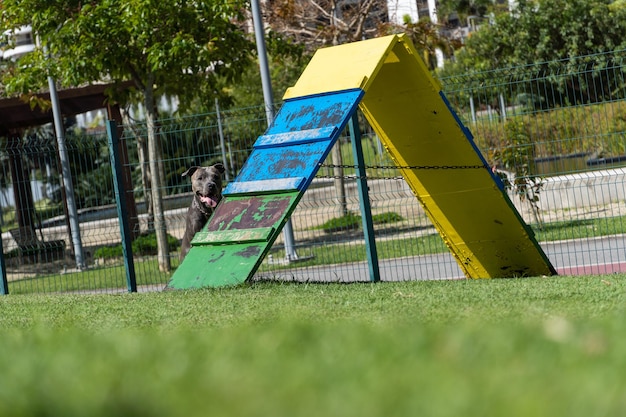 Pit bull dog brincando e se divertindo no parque Bola de rampa de agilidade de piso gramado Foco seletivo Parque de cães Dia ensolarado