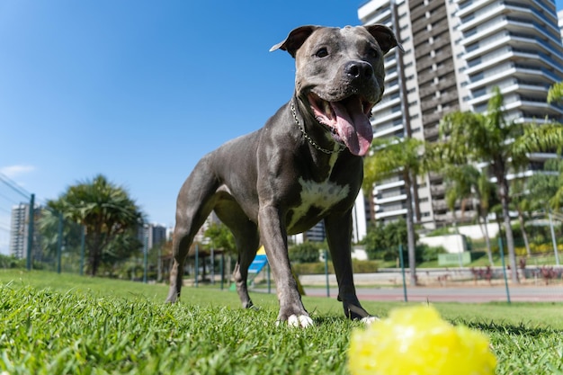 Foto pit bull dog brincando e se divertindo no parque bola de rampa de agilidade de piso gramado foco seletivo parque de cães dia ensolarado