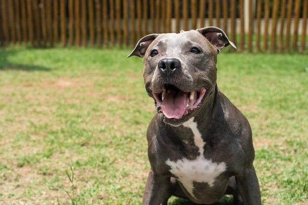 Pit bull dog brincando no parque Grama verde e estacas de madeira ao redor Foco seletivo