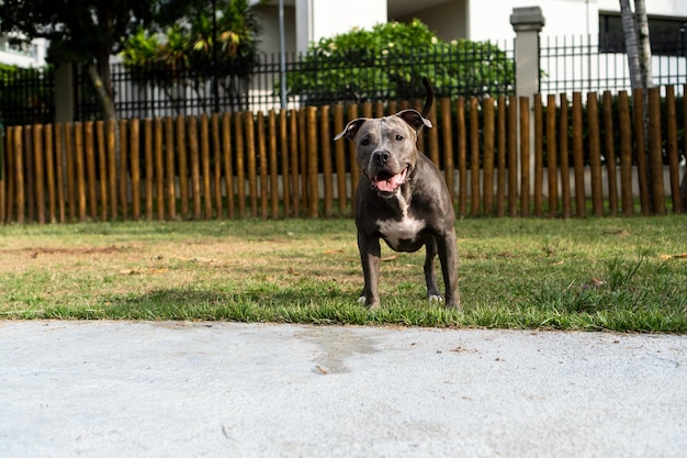 Pit bull dog brincando no parque Grama verde e estacas de madeira ao redor Foco seletivo