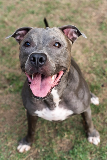 Pit bull dog brincando no parque Grama verde e estacas de madeira ao redor Foco seletivo