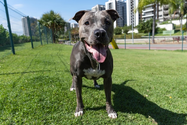 Pit bull dog jugando y divirtiéndose en el parque Bola de rampa de agilidad de piso de hierba Enfoque selectivo Parque para perros Día soleado