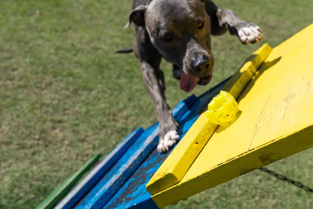 Pit bull dog jugando y divirtiéndose en el parque Bola de rampa de agilidad de piso de hierba Enfoque selectivo Parque para perros Día soleado