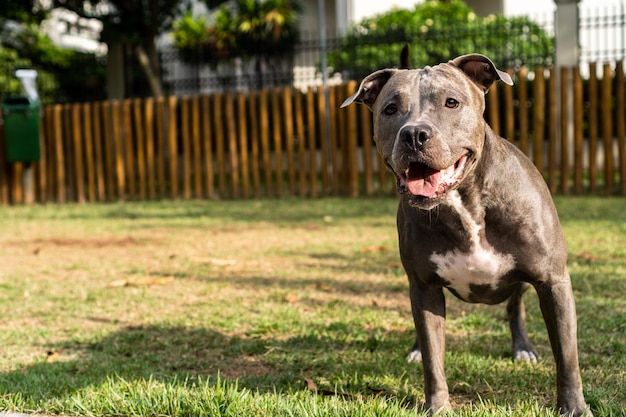 Pit bull dog jugando en el parque Hierba verde y estacas de madera por todas partes Enfoque selectivo