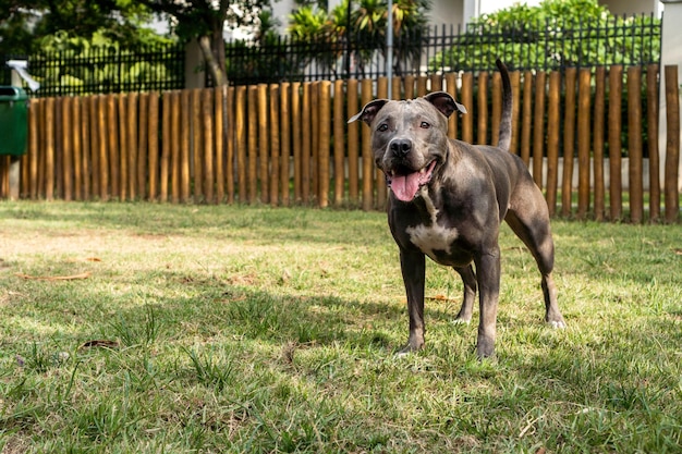 Pit bull dog jugando en el parque Hierba verde y estacas de madera por todas partes Enfoque selectivo