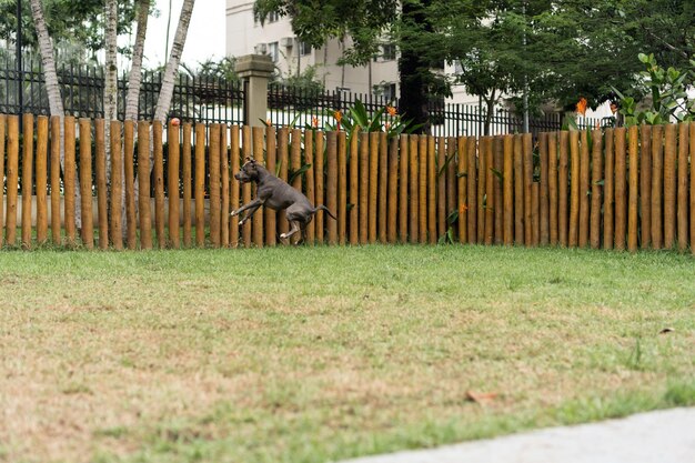 Pit bull dog jugando en el parque Suelo de tierra de hierba verde y estacas de madera por todas partes Enfoque selectivo