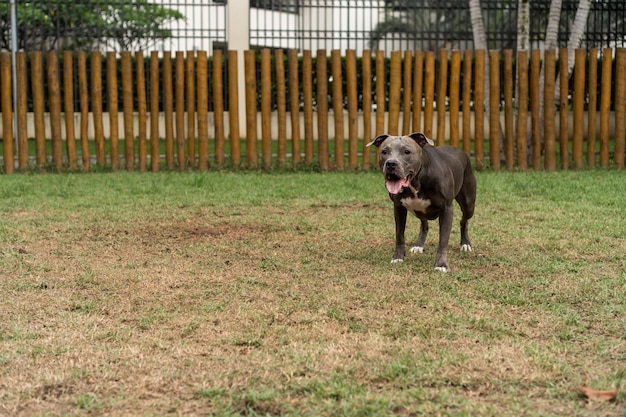 Pit bull dog jugando en el parque Suelo de tierra de hierba verde y estacas de madera por todas partes Enfoque selectivo