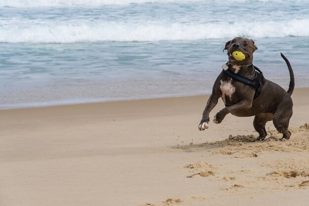 Pit Bull Hund spielt am Strand Spaß mit dem Ball und ein Loch in den Sand graben Teilweise bewölkter Tag Selektiver Fokus