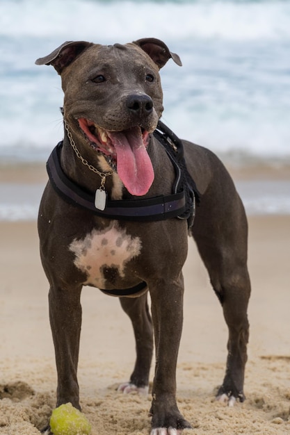 Pit Bull Hund spielt am Strand Spaß mit dem Ball und ein Loch in den Sand graben Teilweise bewölkter Tag Selektiver Fokus