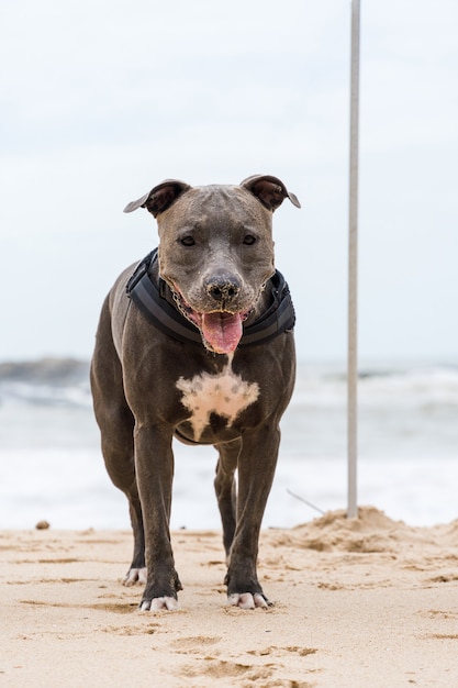 Pit Bull Hund spielt am Strand und genießt das Meer und den Sand. Sonniger Tag. Selektiver Fokus.