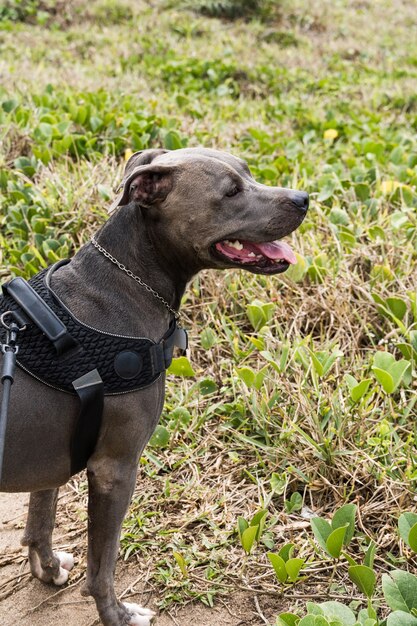 Pit Bull Hund spielt am Strand und genießt das Meer und den Sand. Sonniger Tag. Selektiver Fokus.