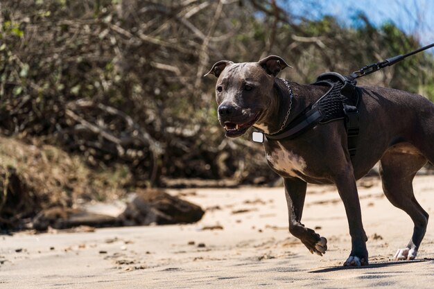 Pit Bull Hund spielt am Strand und genießt das Meer und den Sand. Sonniger Tag. Selektiver Fokus.