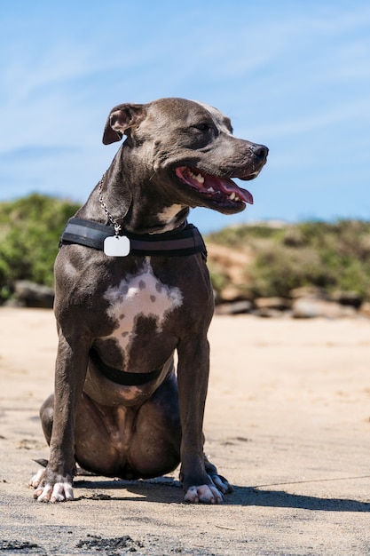 Pit Bull Hund spielt am Strand und genießt das Meer und den Sand. Sonniger Tag. Selektiver Fokus.