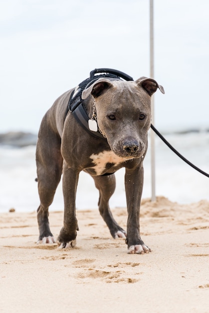 Pit Bull Hund spielt am Strand und genießt das Meer und den Sand. Sonniger Tag. Selektiver Fokus.