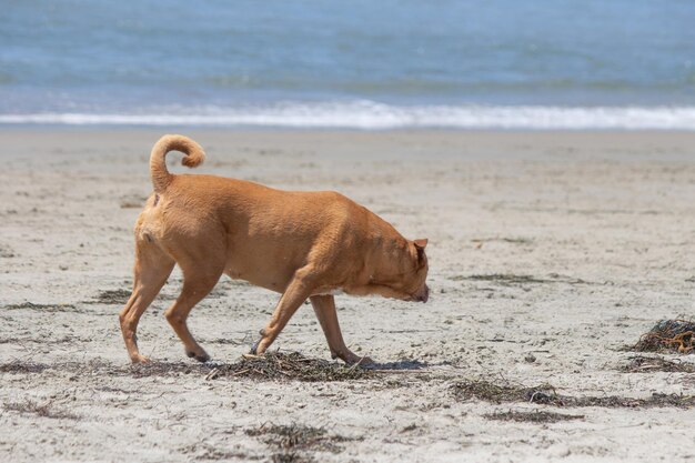 Pit bull shiba inu mix brincando na praia de cachorro