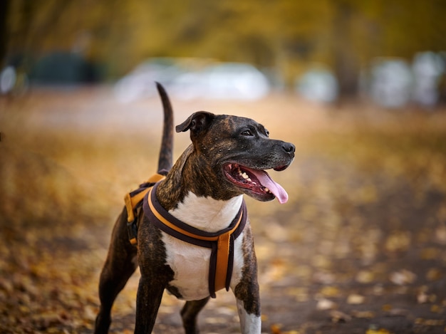 Pit bull terrier americano marrón adulto se encuentra en un parque de otoño y mira hacia un lado. La boca está abierta y la lengua sobresale, buen perro