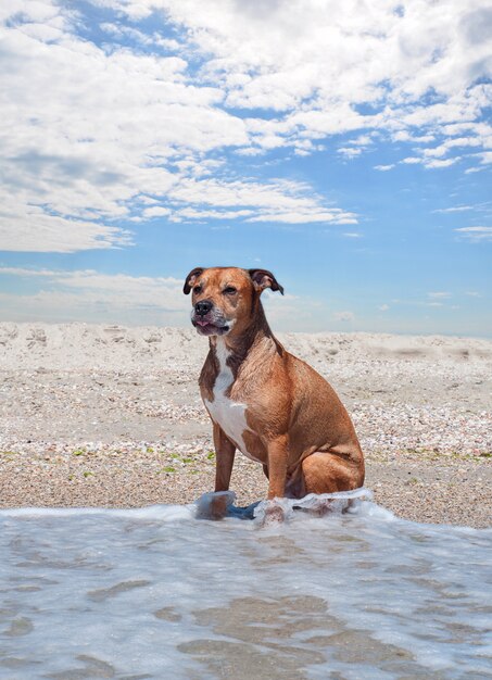 Foto el pit bull terrier americano está sentado en la playa