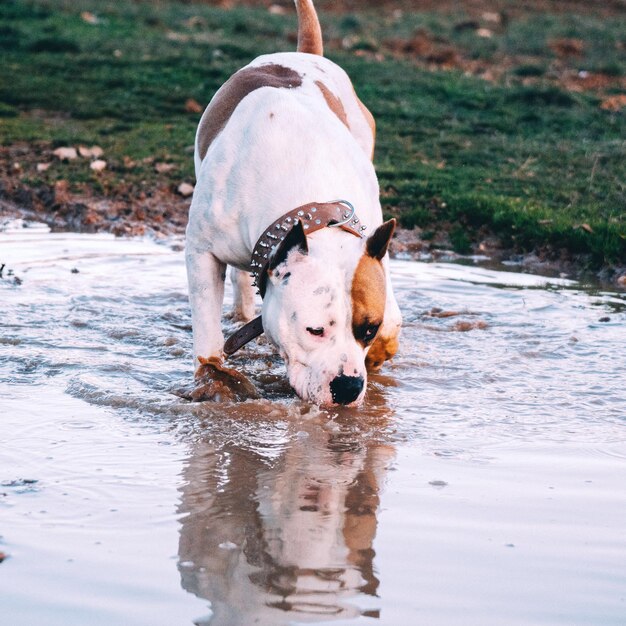 Pit bull terrier bebendo água em um lago