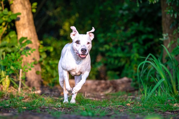 Pit bull terrier corre a lo largo de un sendero forestal entre hierba y árboles