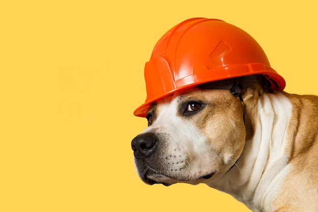 Pit bull terrier de raça de cachorro em um capacete de construção em um fundo amarelo