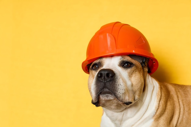 Pit bull terrier de raça de cachorro em um capacete de construção em um fundo amarelo