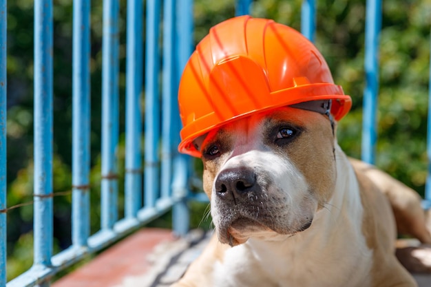 Pit bull terrier de raça de cachorro em um capacete de construção laranja atrás de uma cerca azul