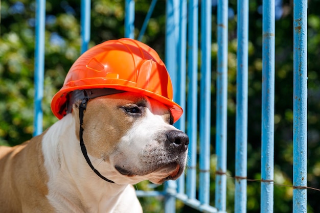 Pit bull terrier de raça de cachorro em um capacete de construção laranja atrás de uma cerca azul