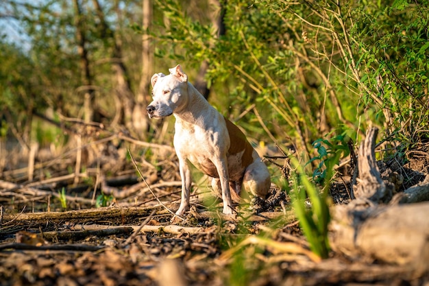 Pit bull terrier na margem do cão do lago na natureza ao pôr do sol