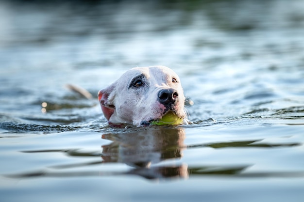 Pit bull terrier nada y juega en el agua del lago