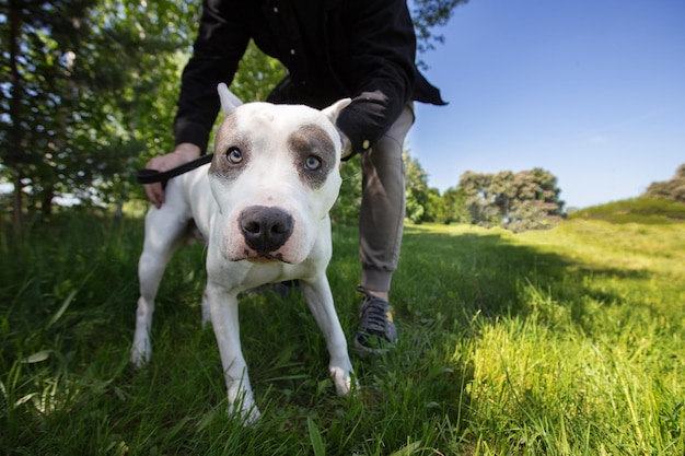 Pit bull terrier para un paseo por el césped verde Un perro de raza de lucha mira a la cámara