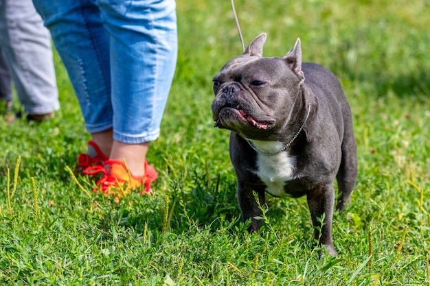 Pit bull terrier de raza de perro negro grande en un paseo cerca de su amante