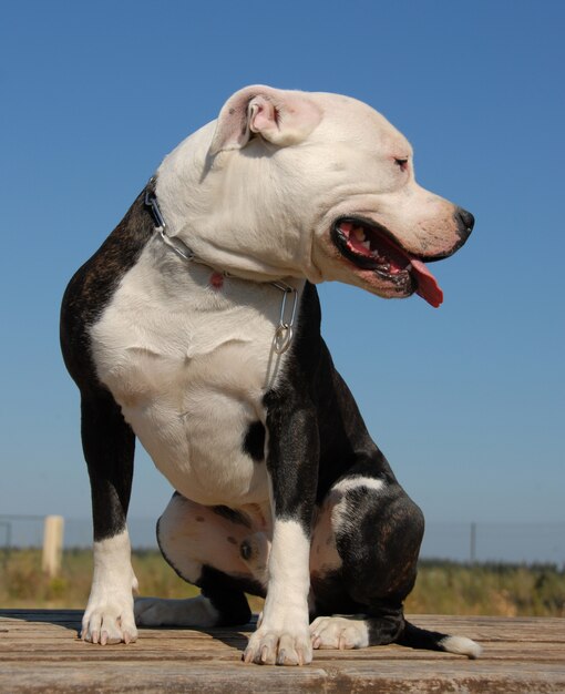 Pit bull