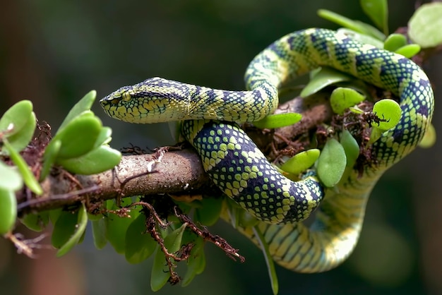 Pit Viper de Wagler enrollado alrededor de una rama de árbol