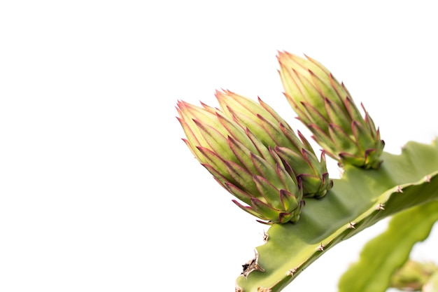 Pitahaya flor en la planta